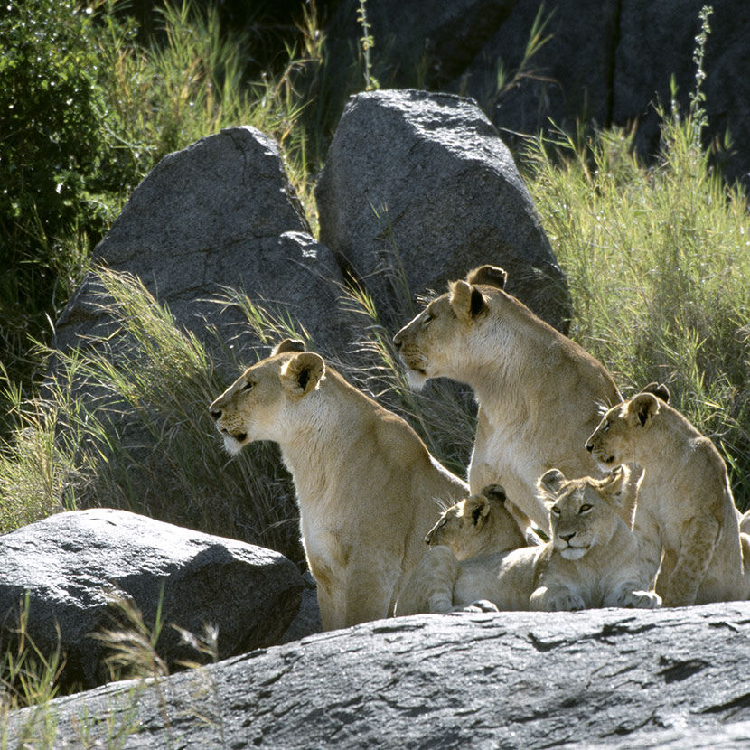 Parco Nazionale del Serengeti, grande migrazione