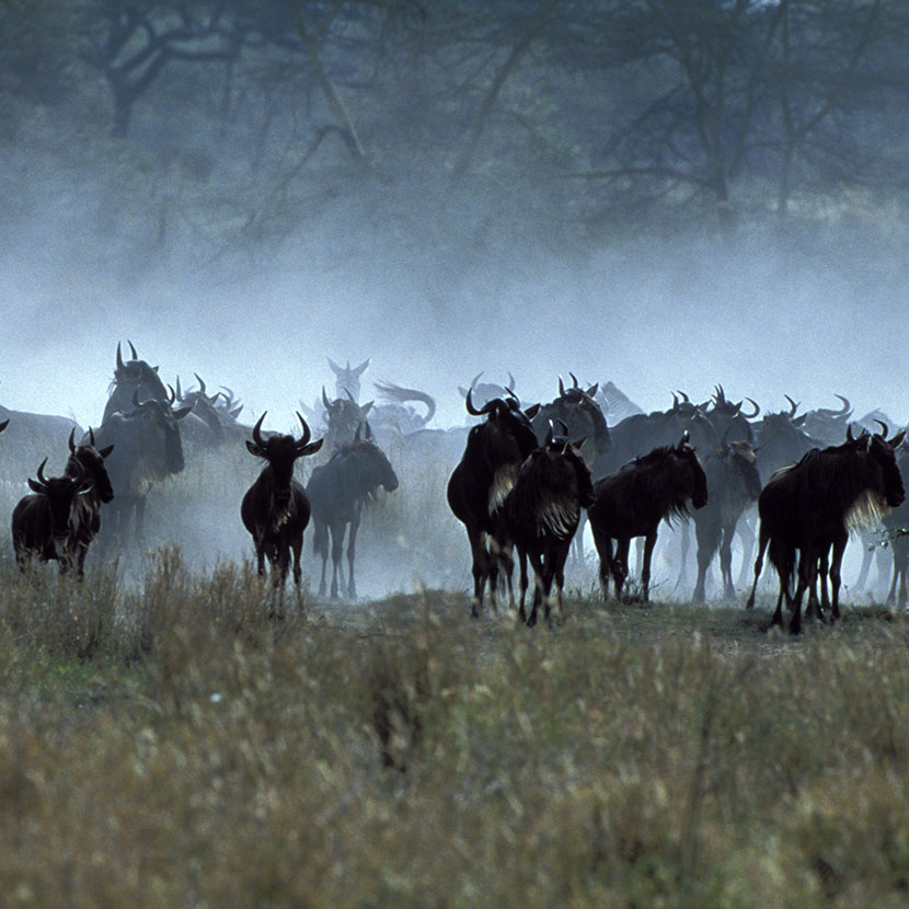 Tanzania, Safari Ngorongoro, Olduvai e Laetoli, incontro con il Masai