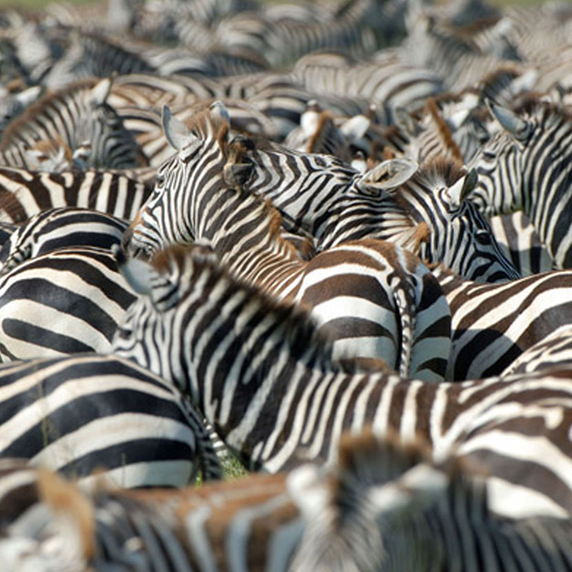 Tanzania Safari National Parcs: Selous, Ruaha, Mikumi, Udzungwa, Gombe e Mahale