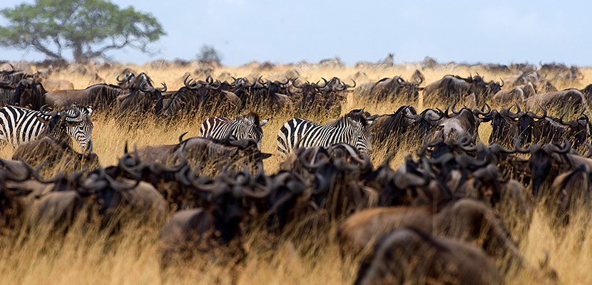 Tanzania: incontra gli animali del Serengeti Park