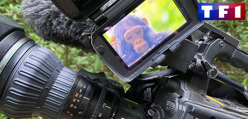 Gli ultimi scimpanzé in Tanzania